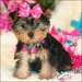 Chiots Yorkshire Terrier Pure Race