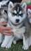 chiots Husky Sibérien