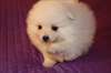 CHIOTS SPITZ ALLEMAND
