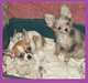 chihuahua  4mois a vendre 