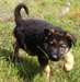 chiots Berger allemand