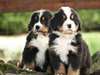 Chiots Bouviers Bernois contre bon soin