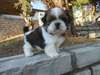 Adorables bébés shih tzu