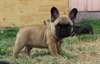 Donne 1 Mâle Bouledogue francais