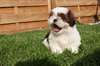 Adorables chiots type Shih Tzu