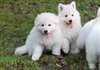 Magnifiques chiots berger blanc de suisse