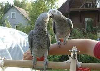 Young Talking African Grey Parrot