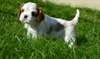 Charme cavalier king charles chiots à vendre