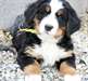 excellents chiots Bouvier Bernois à vendre