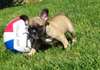 Offre 2 chiot type-Bouledogue Francais