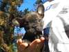 Bébés bouldogue francais à donner maintenant