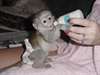 singe capucin pour adoption