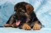 A donner 2 chiots berger allemand non lof