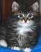 Noël !!! Chatons sibérien mâle et femelle