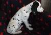Dalmatien Male de 3 mois a adopter