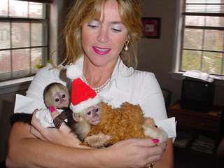 Beaux singes capucin pour adoption