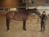 jolie cheval frison a adopter - photo 1