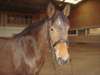 jolie cheval frison a adopter - photo 2