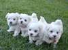 Superbe chiot  maltais LOF