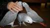 Paire de perroquets gris d'Afrique Parler
