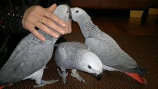 Paire de perroquets gris d'Afrique Parler
