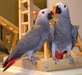 Parler perroquets gris africains Deux disponibles