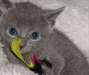 Russian Blue Kitten Russian Blue Kitten