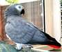 Perroquets gris africains! &#224; vendre - photo 1