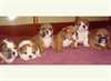 jolie portée chiots Bull Dog Anglais