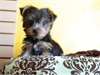 Chiots Yorkie pour adoption libre