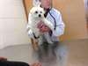 Bichon Maltais Nain