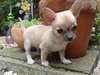 Chiot type chihuahua disponible