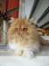 chaton persan roux et blanc - photo 1
