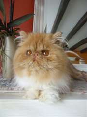 chaton persan roux et blanc