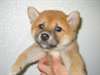Confortable chiots Shiba Inu ...