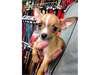 chihuahua cherche famille