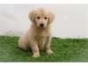 honnêtes chiots Golden Retriever ..