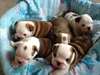 5 magnifiques chiots bouledogue anglais disponible