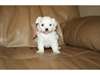 Chiots maltais Disponible ...