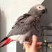 African Grey Parrot pour adoption de bonnes maison