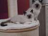 Jolie femelle Sacré de birmanie : disponible