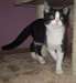Disponible. Chaton à donner