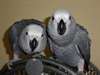 Beau gris africain du Congo perroquets