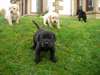 Chiots Labrador doré