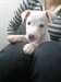 Chiot Jack Russell - photo 1