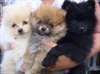 chiots Pomeranian à donner.poméranien