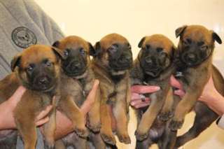 chiots Malinois &#224; donner et &#224; reserver