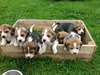 chiots beagle à donner Beagle puppies