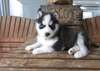 Danny et wild, deux chiot husky siberien a donner 