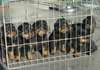 6 Chiots rotweiller adoner pour noel